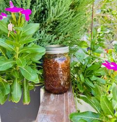 Home Grown Fig Preserves