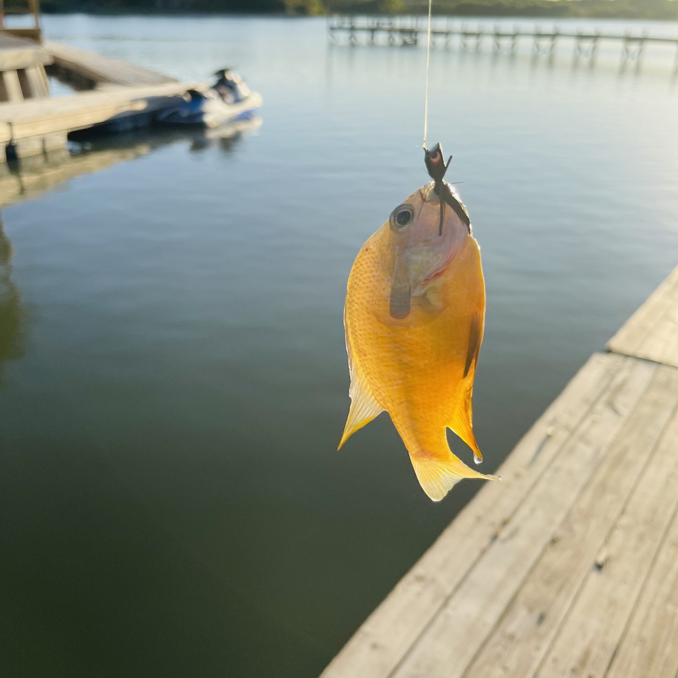 Sunperch2