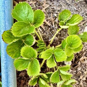 Strawberry Plants