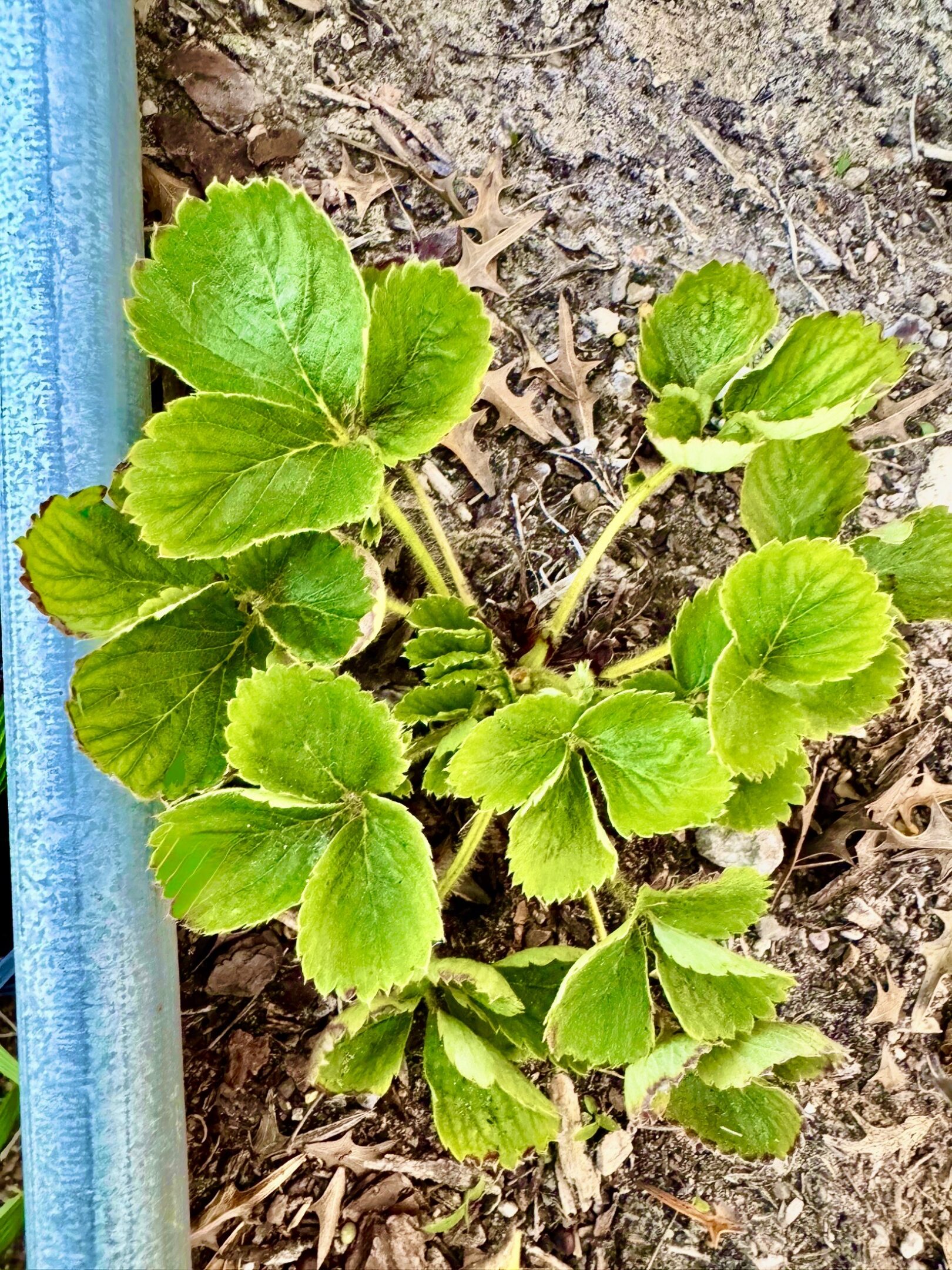 Strawberry Plants