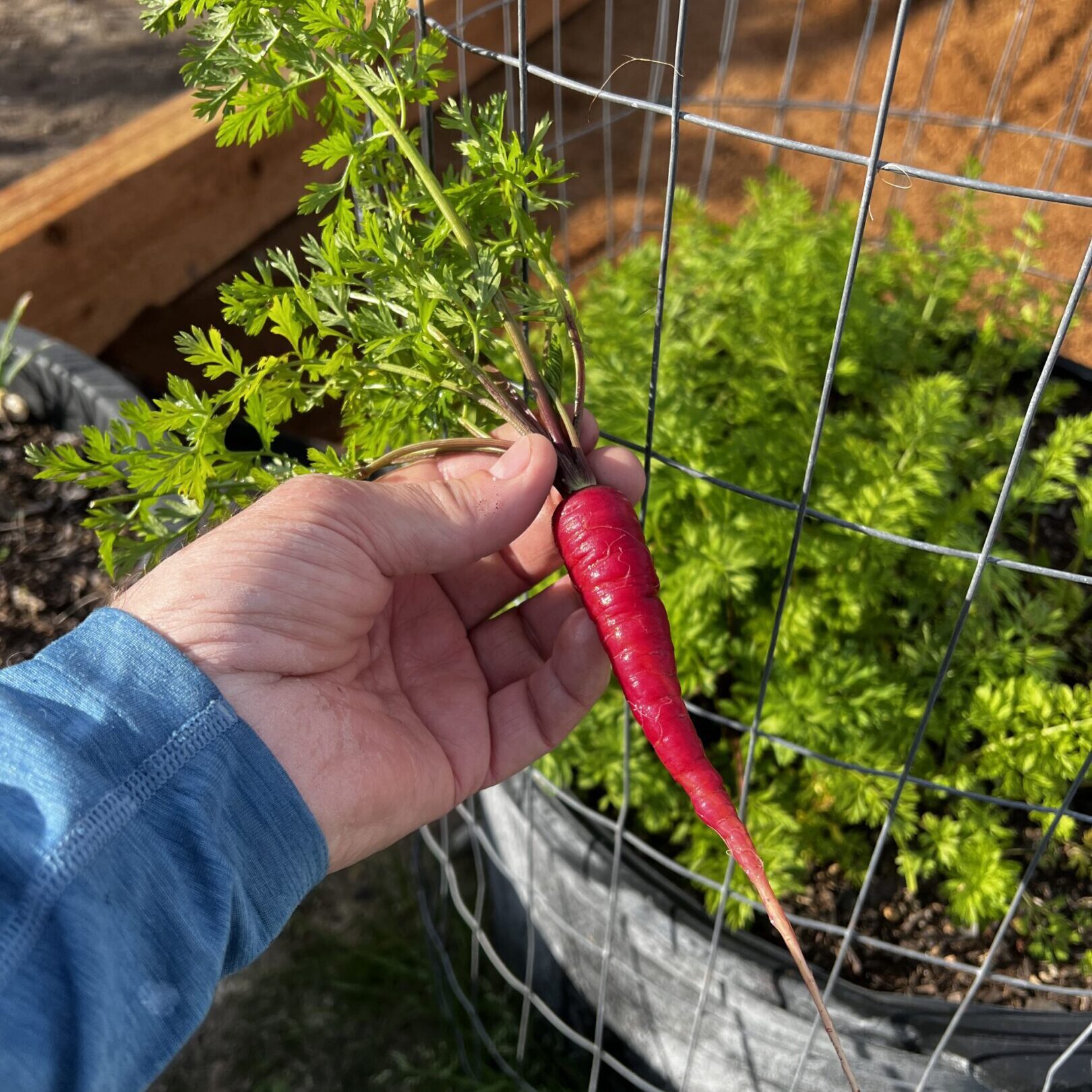 68534502d1e27_XAtomicRedCarrot